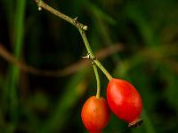 Zwei fast reife Hagebutten